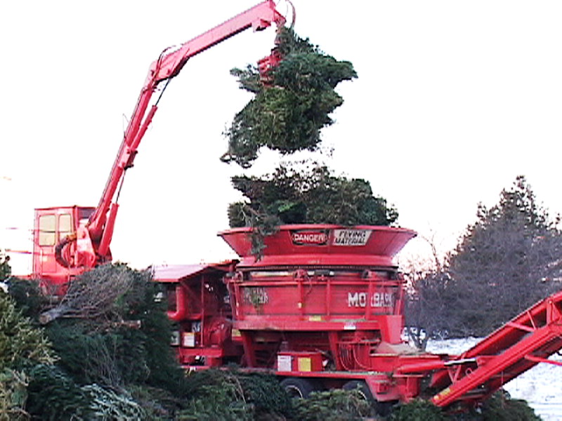 Dumpster Rental leads to Tree Grinder