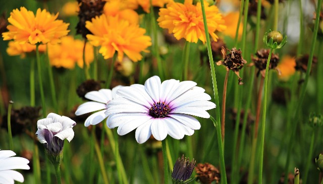Orange and white flowers seen close up.
