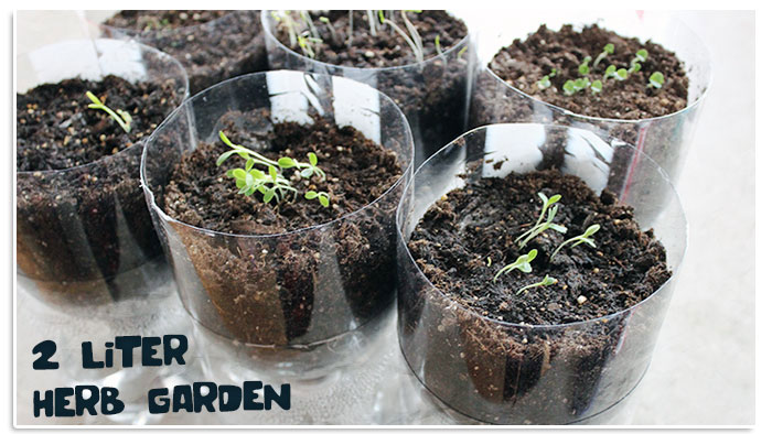 Jardin d'herbes en bouteille de 2 litres