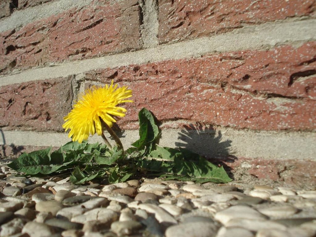 Lawn Maintenance