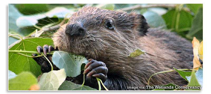 Wetland-Conservation-Beavers