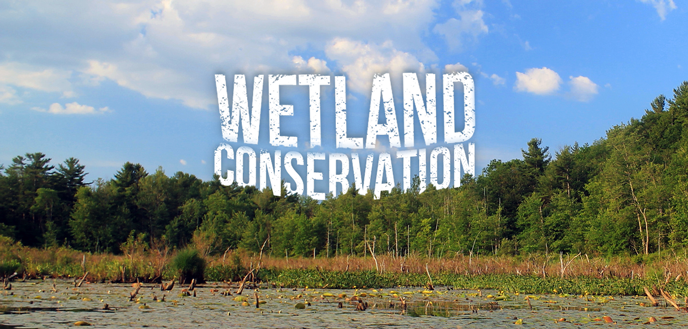Wetland-Conservation-Cover-Photo