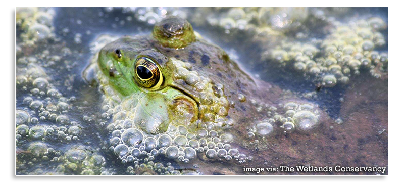 Wetland-Conservation-Frog