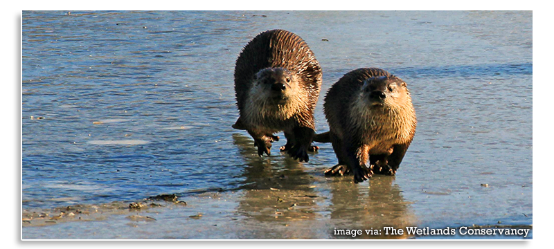 Wetland-Conservation-Otters