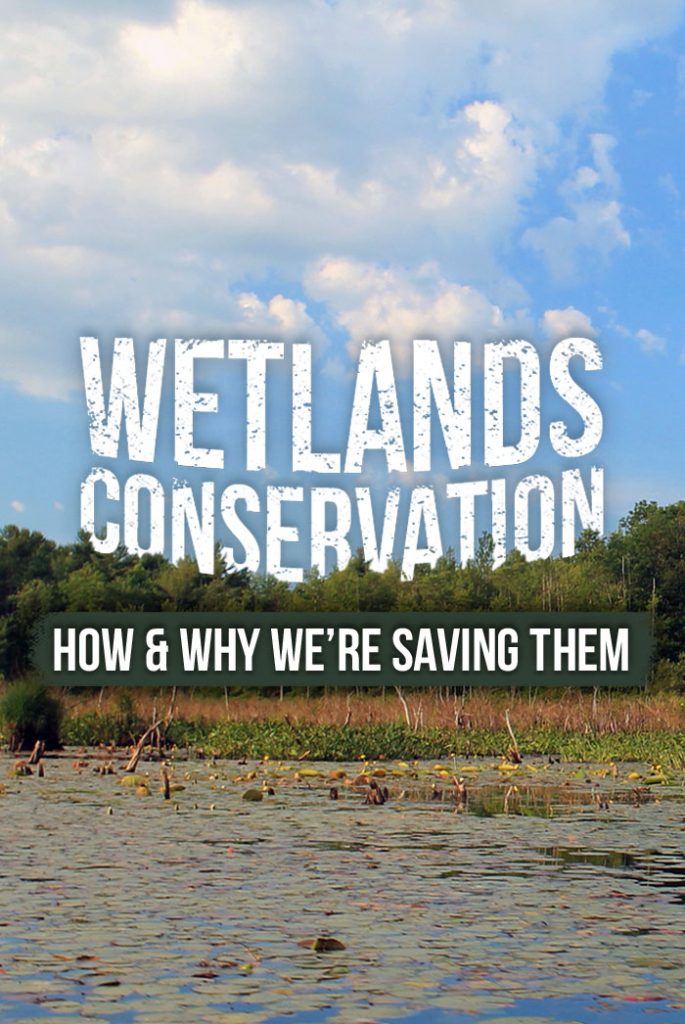 essay on wetland conservation