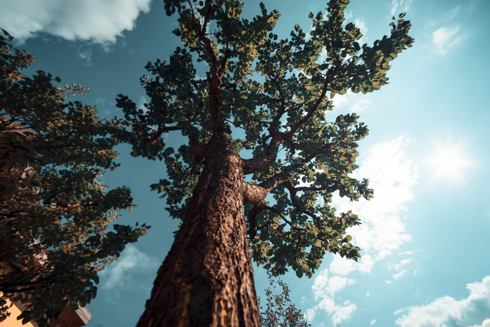 Tree Preservation Tips