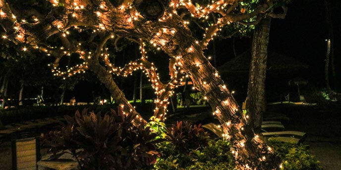 Large Backyard Tree at Night Covered in White Twinkle Lights