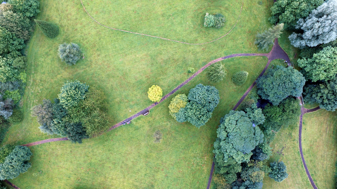 Tree Preservation Tips from Friends of Trees