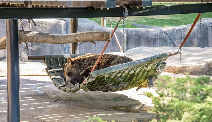 Zoo_Bear