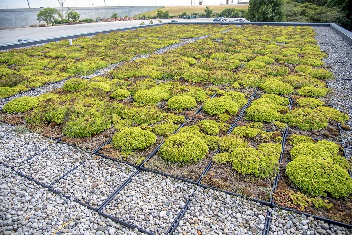 Zoo_Green_Roof