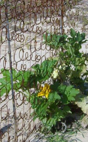 Mattress Coil Trellis