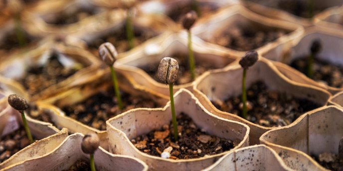 Start Seedlings in Recycled Cardboard