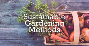 Sustainable Gardening Tips