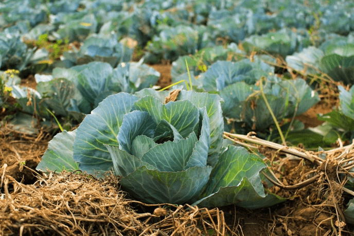 How to Start an Urban Farm