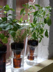 Reusing Glass Bottles for Growing Herbs.