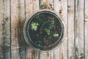 Soil and Succulents Inside a Reused Glass Jar.