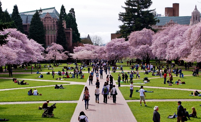 Trees blossoming on the University of Washington’s Green Campus.