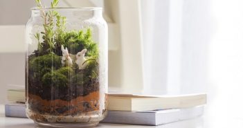 How to Create and Grow Your Own Bottle Garden