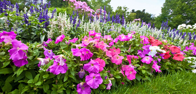 Plants in a Flower Bed