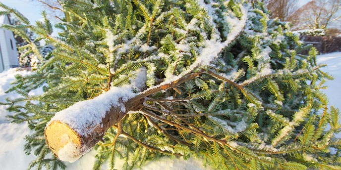 Christmas Tree on the Curb