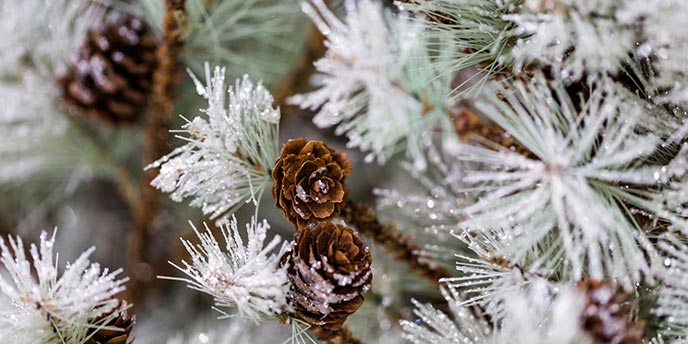 Close Up of Flocked Christmas Tree Branches with Cones