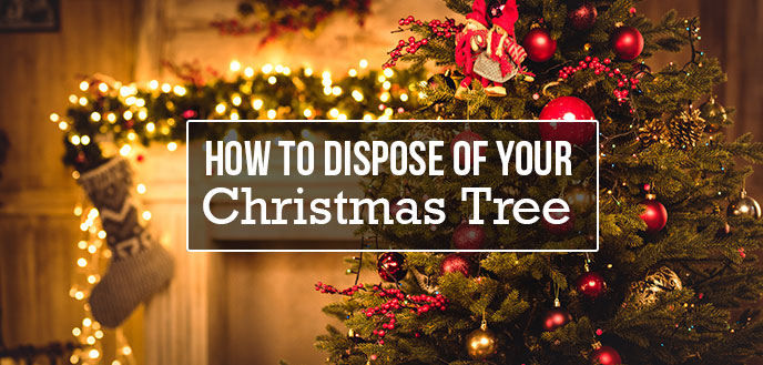 Curbside Compost Pickup Available For Your Christmas Tree & Holiday Greens - At Your Service