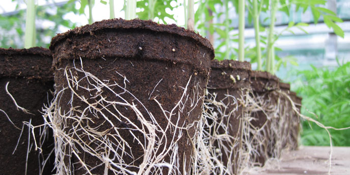 Plants Growing in Cow Pots