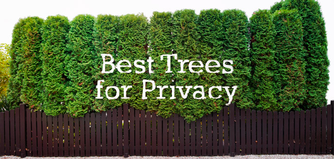 Creatice Best Trees For Privacy Fence for Living room