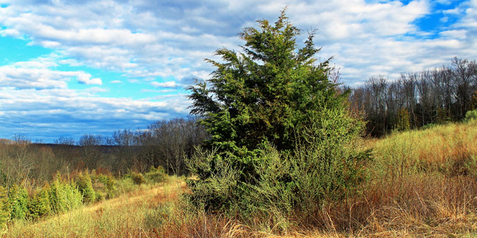 Eastern Redcedar Tree in Field Under Blue Sky and White Clouds