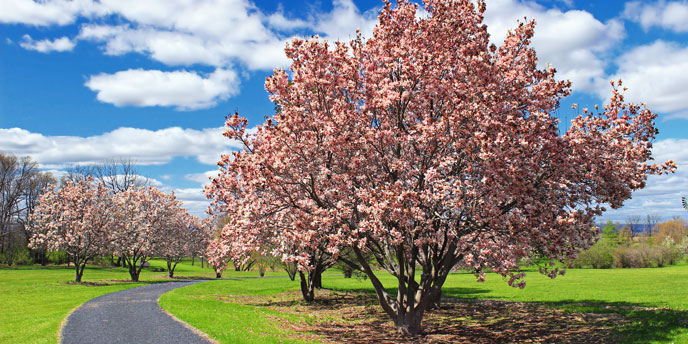 Flowering Dogwood Trees Lining Driveway