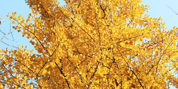 Goldspire Ginko Tree in Autumn Against a Clear Blue Sky