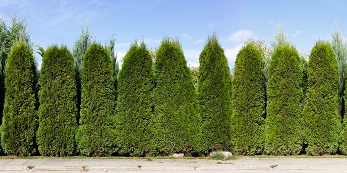 Green Giant Thuja Arborvitaes Lined Up in a Row as Privacy Fence