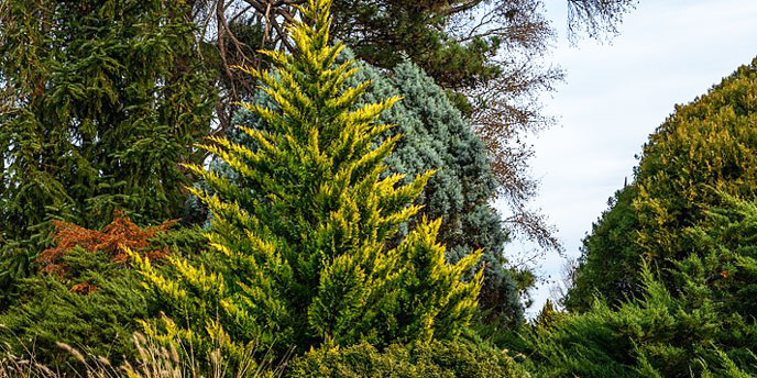 How To Choose The Best Trees For Privacy Budget Dumpster