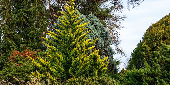 Leyland Cypress Tree in a Dense Landscape