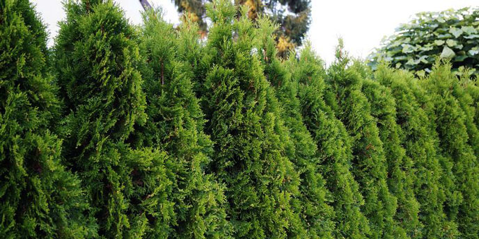 Dense Line of Thuja Cedar Trees
