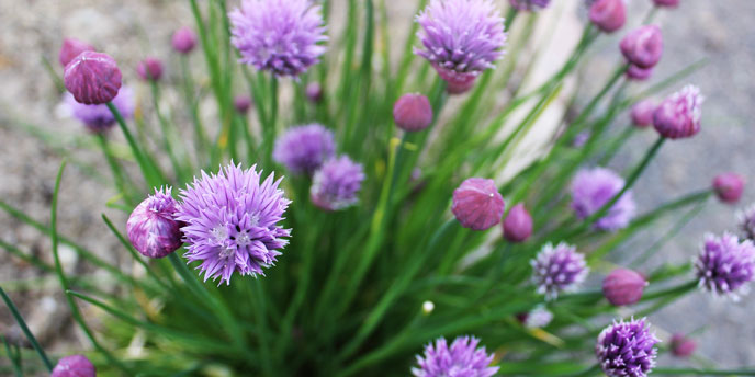 Flowering Chive Plants with Feathered, Purple Blooms