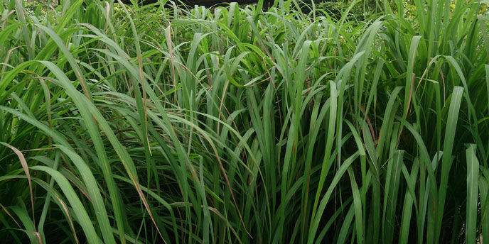 Dense Thicket of Citronella Grass