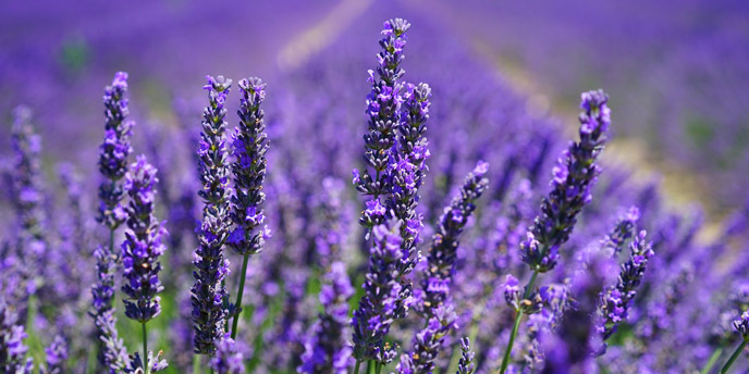 Purple Blooming Lavender Planted in Rows