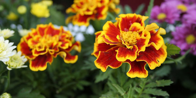 Yellow and Scarlet Marigolds Companion Planted Next to Daisies