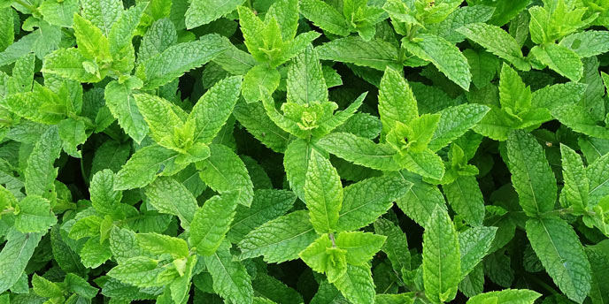 Thick Mint Plant Growth in Field
