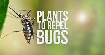 How to Use Plants to Repel Bugs