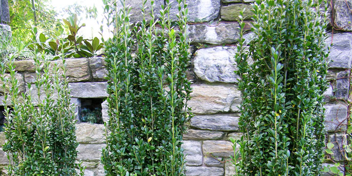 Sky Pencil Holly Trees in Front of Stone Wall