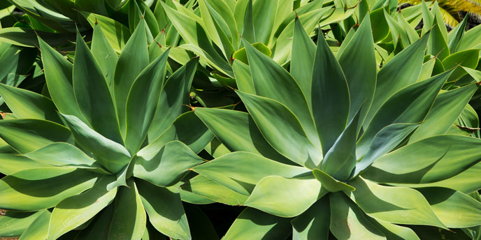 Agave Plants in Garden 