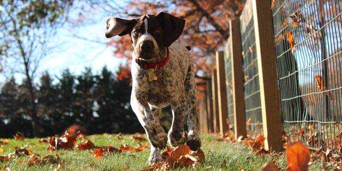 dog fence