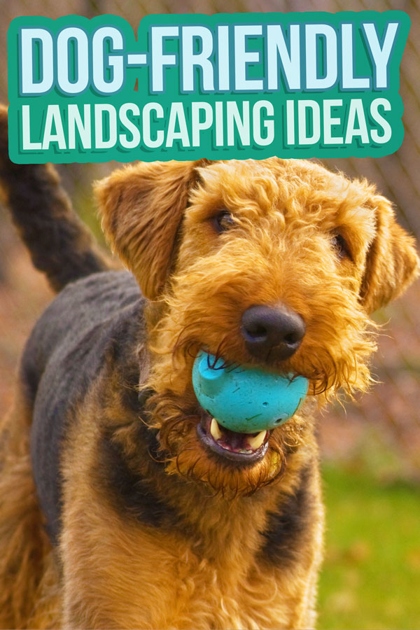 How To Make A Dog Friendly Backyard, Low Maintenance Dog Friendly Backyard Ground Cover