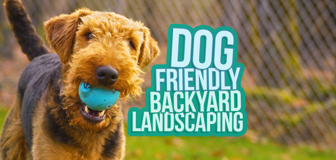 Dog Friendly Backyard Landscaping Ideas, Soft Ground Cover For Dogs