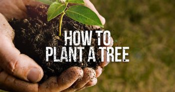 How to Plant a Tree