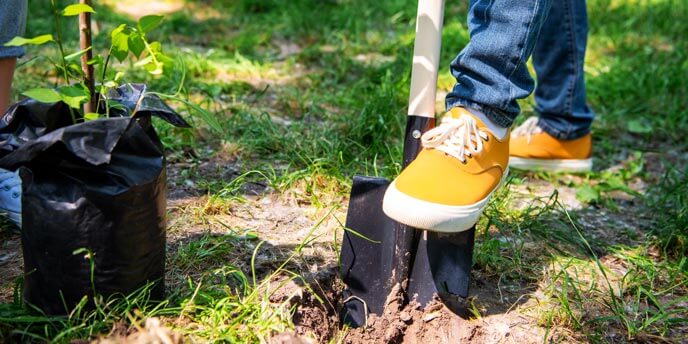 Digging a Tree Planting Hole Using a Shovel
