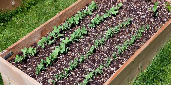 4 by 8 Raised Garden Bed
