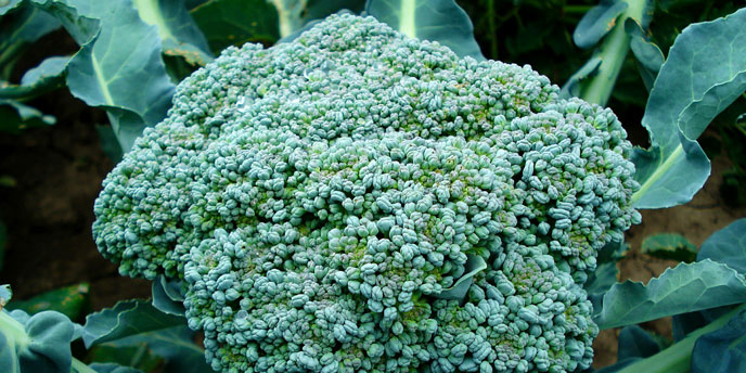 Broccoli in Garden
